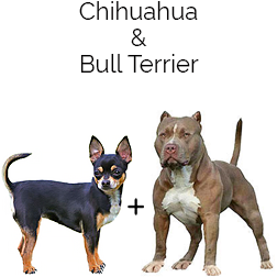 Bullhuahua Dog